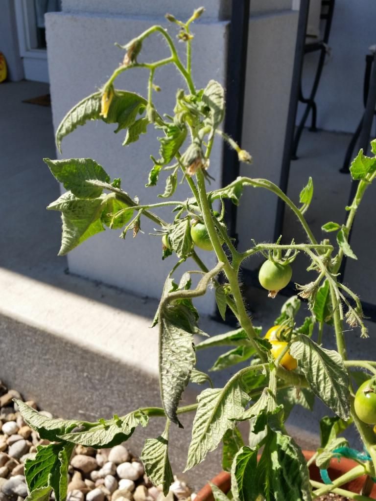  photo 20140625_164447960x1280.jpg