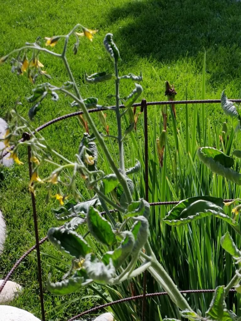  photo 20140625_164523960x1280.jpg