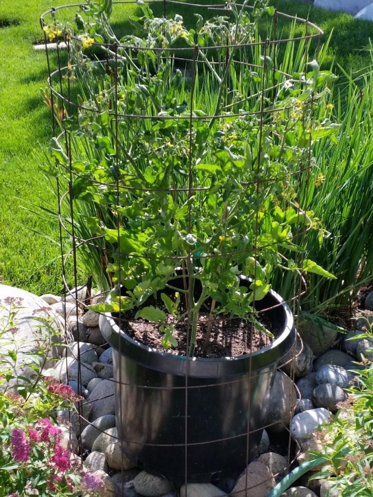  photo 20140625_164533960x1280.jpg