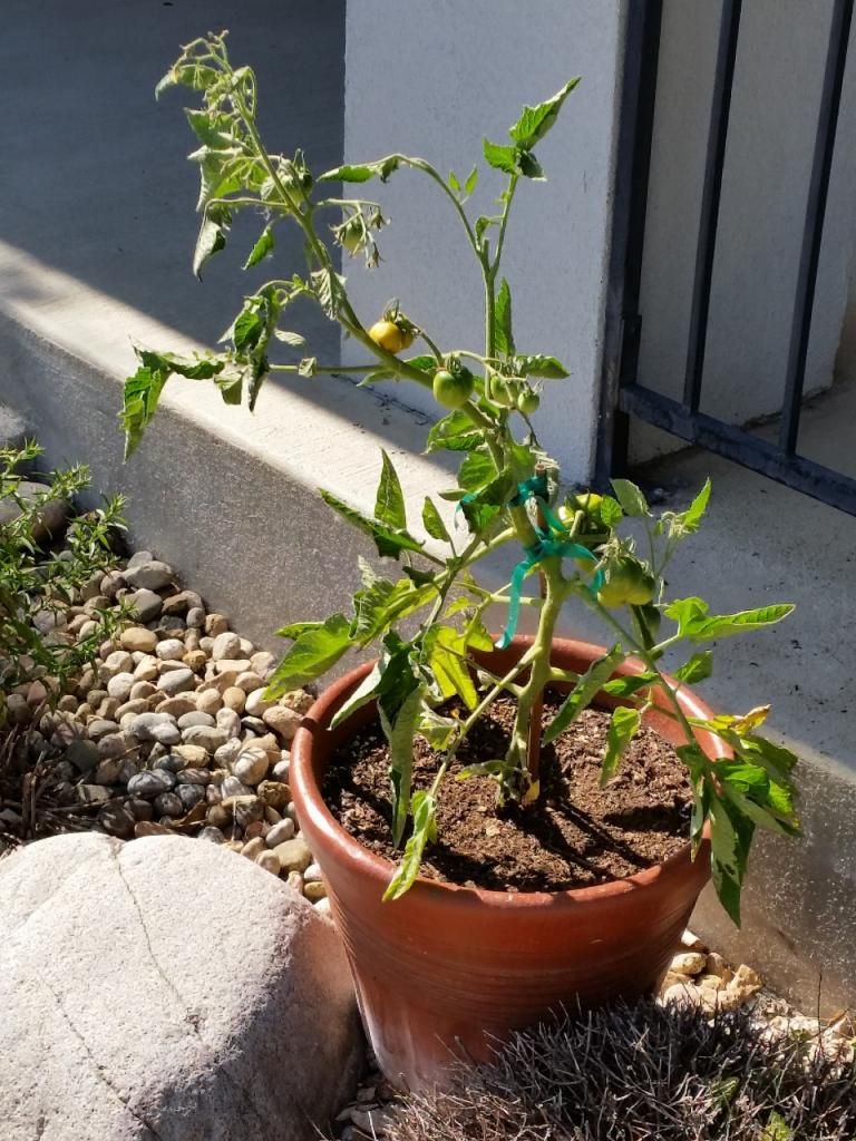  photo 20140625_164541960x1280.jpg