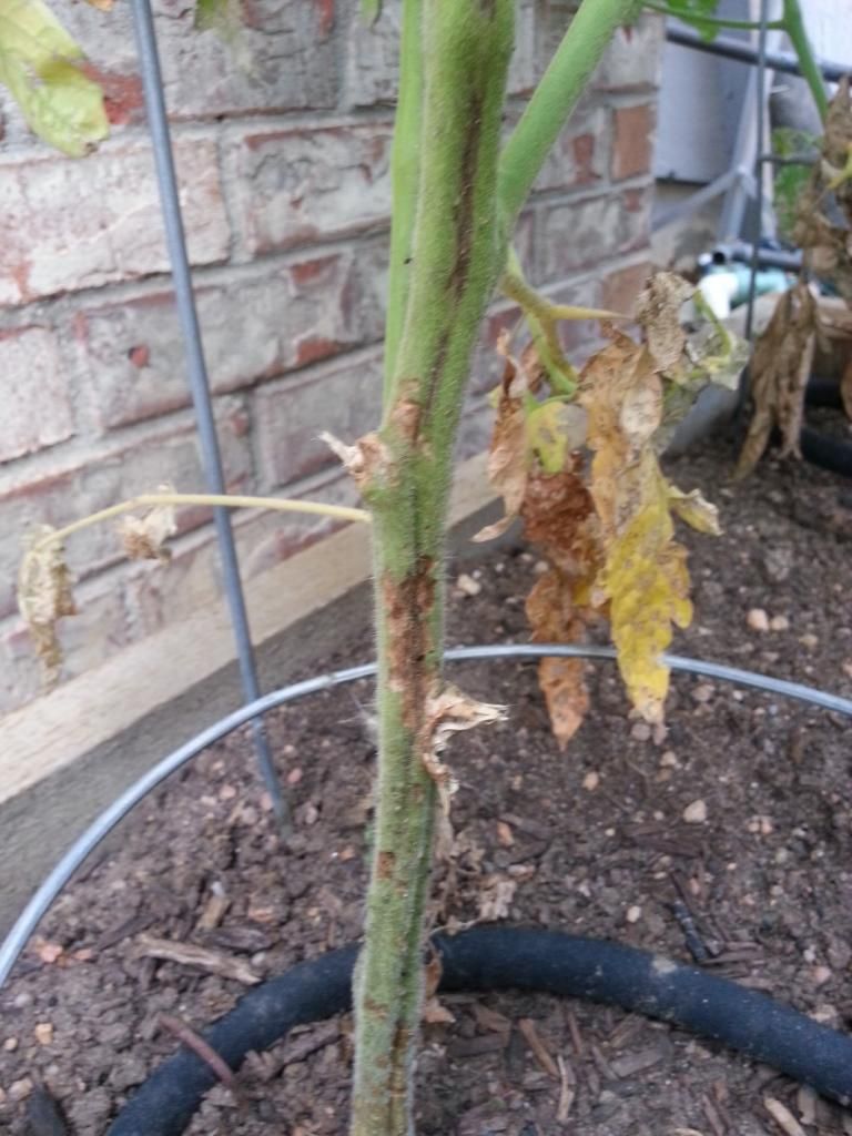  photo 20140721_185525.jpg