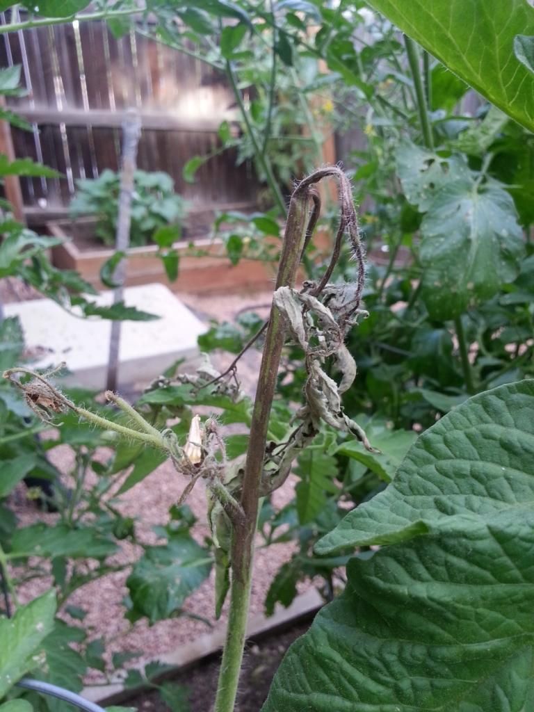  photo 20140721_185551.jpg