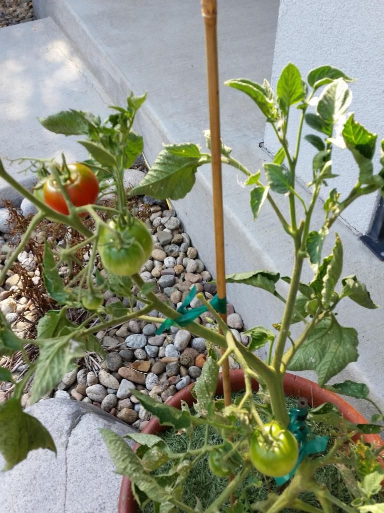  photo bloodybutcher.jpg