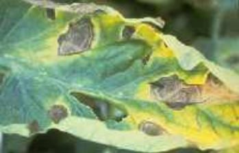  photo earlyblight.jpg