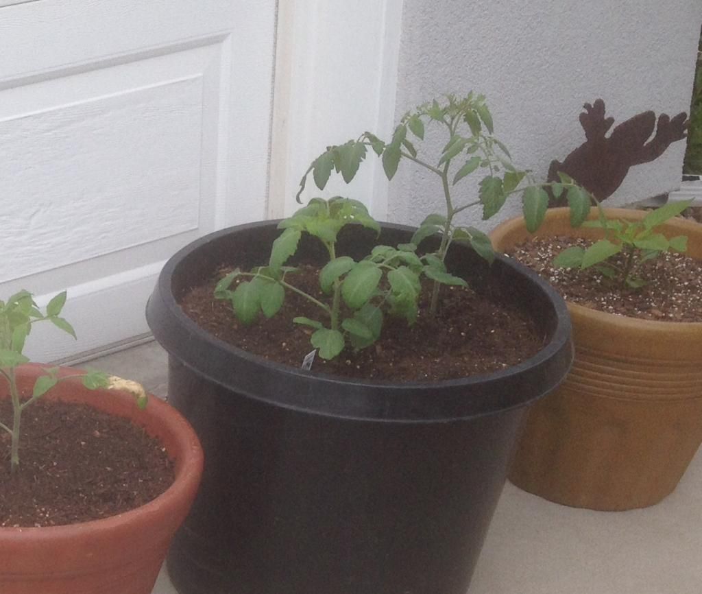  photo grapeseedlings.jpg