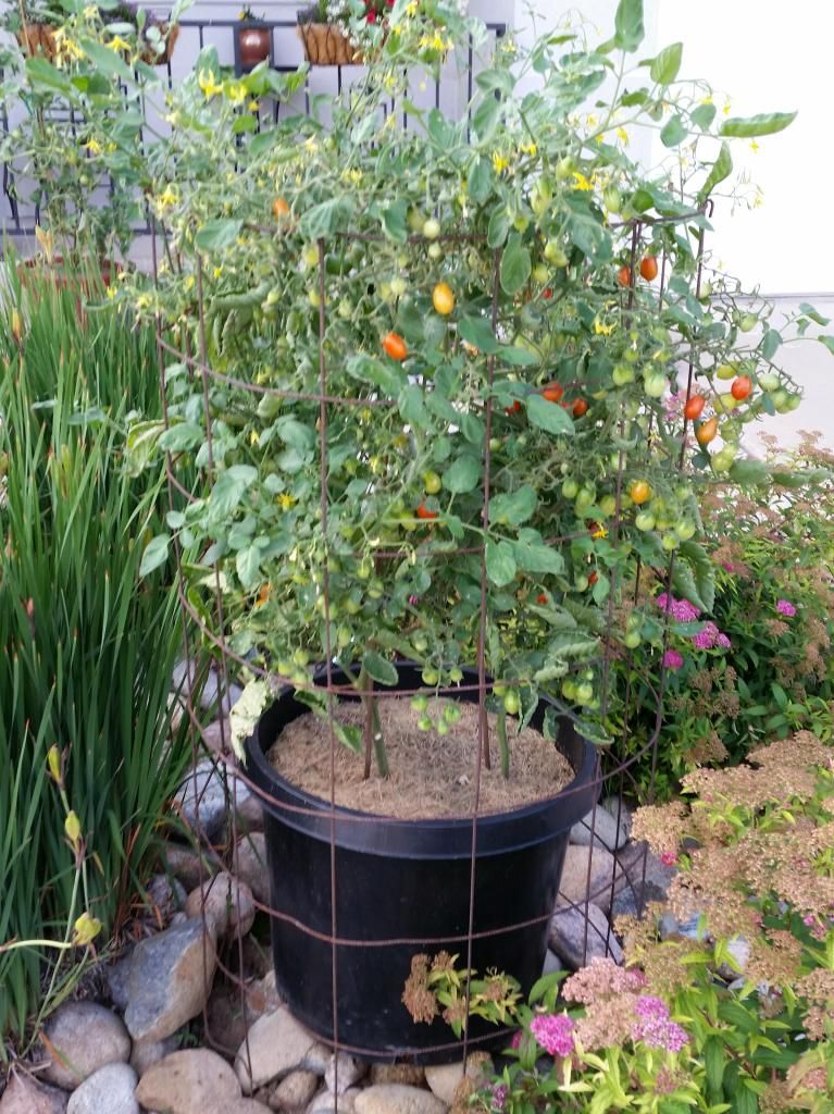  photo grapesincontainers.jpg