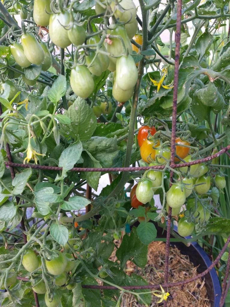  photo grapetomatoes.jpg