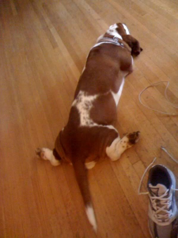 flat basset Basset Hounds Forum