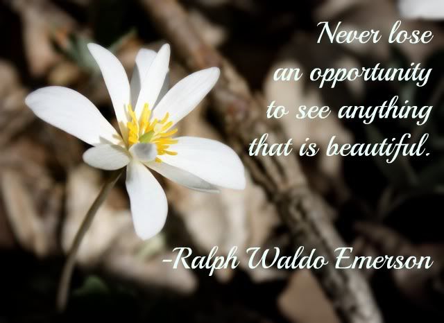 Never lose an opportunity to see anything that is beautiful. -Ralph Waldo Emerson