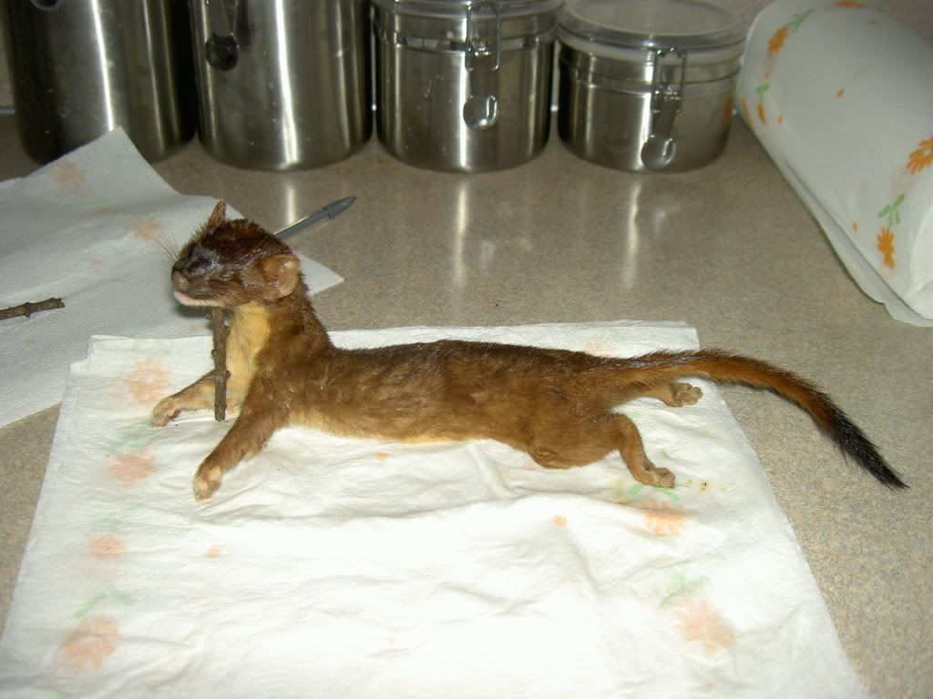 Brown Weasel