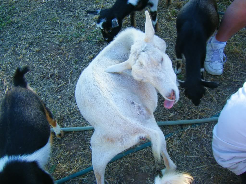cute..and i mean CUTE pics of my goats!! The Goat Spot Forum