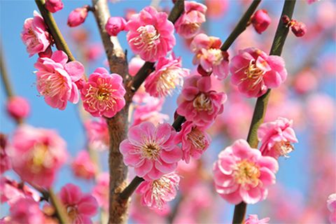ชมดอกไม้ฤดูใบไม้ผลิที่ญี่ปุ่น