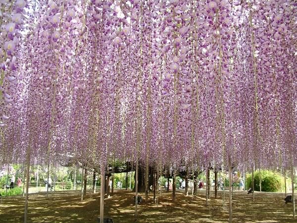 ชม 4 ดอกไม้ที่งามสุดในเขตคันโตและใกล้โตเกียวที่ไม่ควรพลาด!