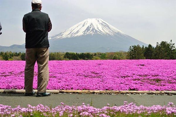 ชม 4 ดอกไม้ที่งามสุดในเขตคันโตและใกล้โตเกียวที่ไม่ควรพลาด!