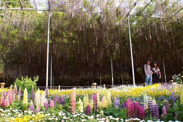 เที่ยวชมดอกไม้ 2 สวน เนโมฟิล่า และวิสทิเรีย กับแขกรับเชิญพิเศษ