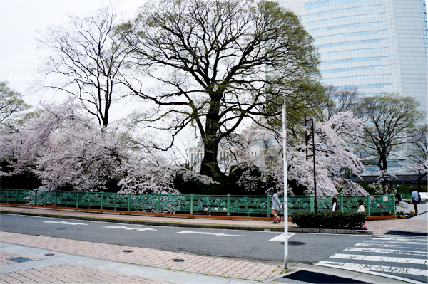 Snow and Sakura near Tokyo