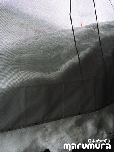 รีวิวเที่ยวนีงาตะหน้าหนาว ตอน 3 : ชมงานศิลป์กลางกำแพงหิมะ