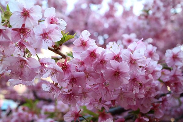 เทศกาล Sakura เดือนกุมภาพันธ์