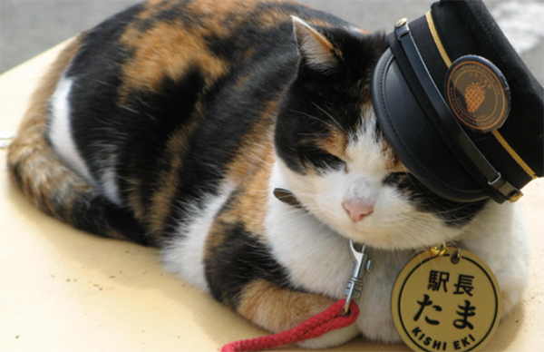 ชื่อแมวญี่ปุ่น ชื่อแมวยอดฮิต