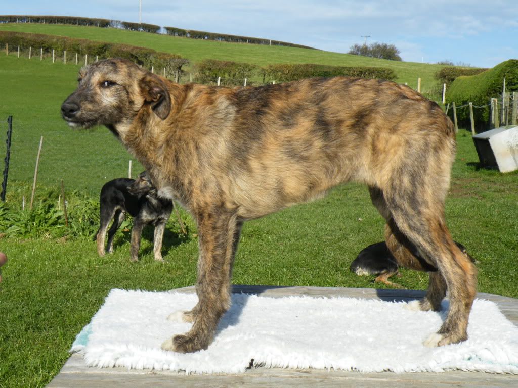 deerhound lurcher for sale