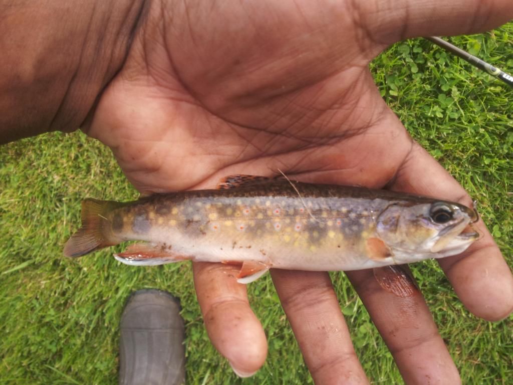 Atlantic Salmon Fingerlings. I nailed them today Steelhead and Salmon