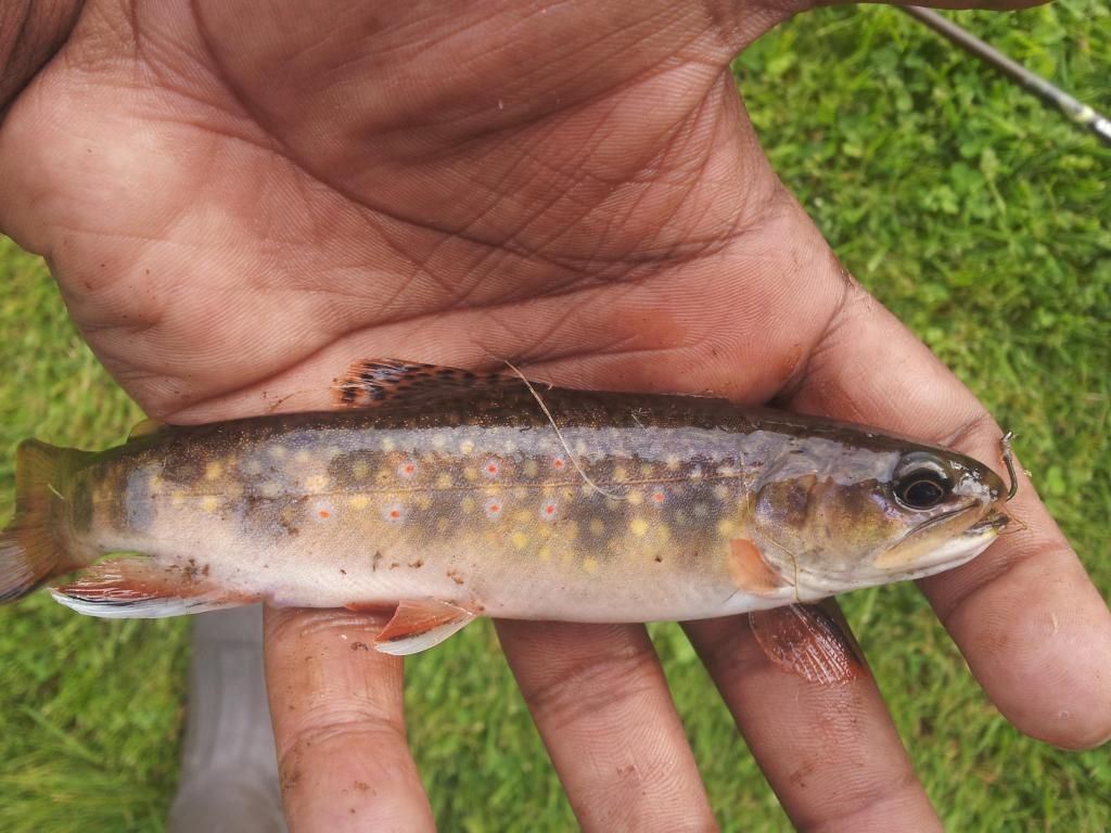 Atlantic Salmon Fingerlings. I nailed them today Steelhead and Salmon