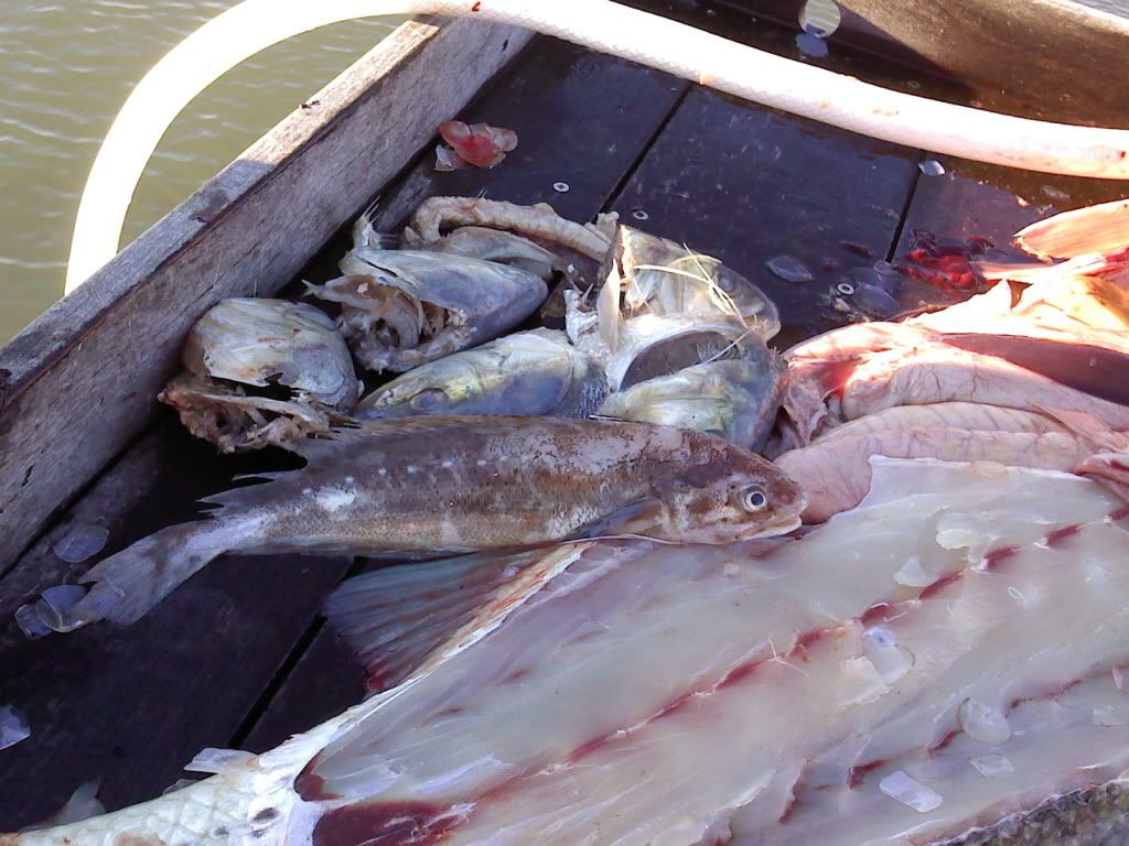 Stomach contents BASS BARN