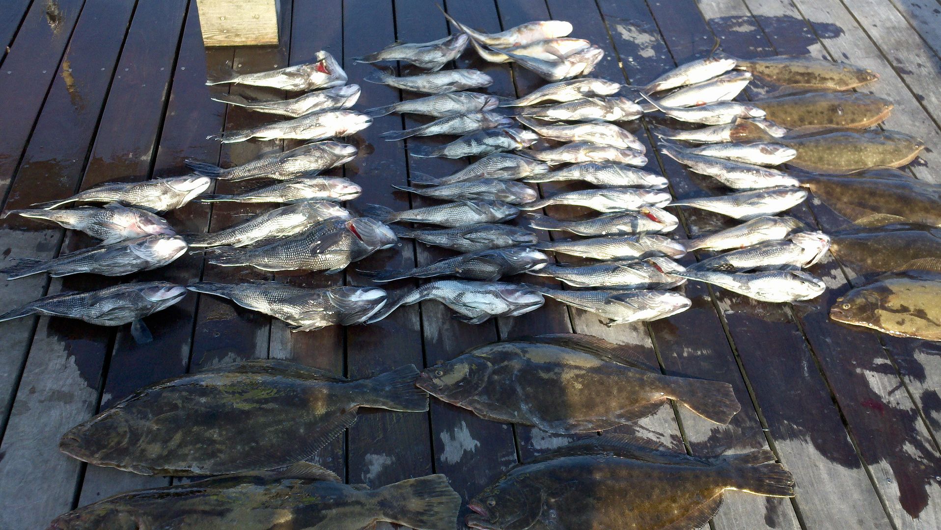 Flounder/Sea Bass 07/29 W/Pics... BASS BARN