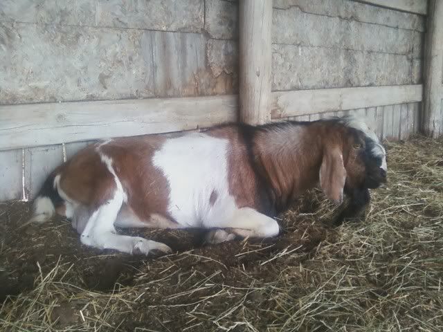 Ugh ... I have two goats with seperate problems .... - Goats