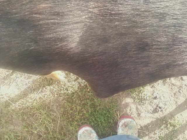 Ugh ... I have two goats with seperate problems .... - Goats