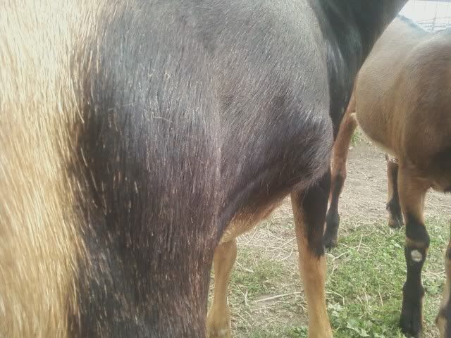 Ugh ... I have two goats with seperate problems .... - Goats