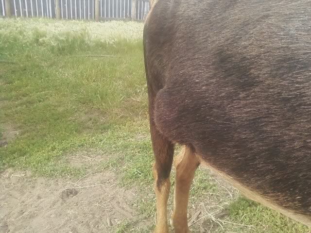 Ugh ... I have two goats with seperate problems .... - Goats