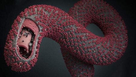el virus del ebola