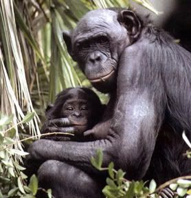 mono bonobo