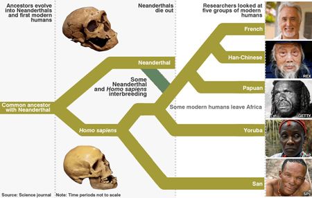neandertal genes